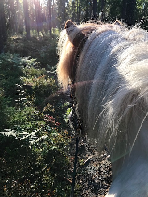 Camilla Watz  - Heiti på skogstur